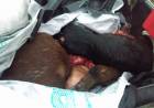 Personal de Comisaría Décima secuestró tres animales faenados