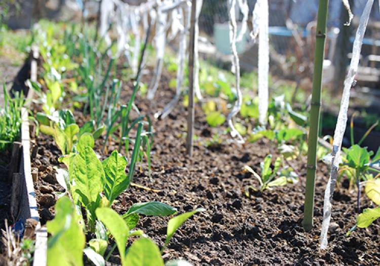 DÍA DE LA CONSERVACIÓN DEL SUELO: UN RECURSO CLAVE PARA LA PRODUCCIÓN, EL AMBIENTE Y EL FUTURO