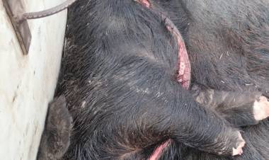 Procedimiento por Caza Ilegal en La Camila