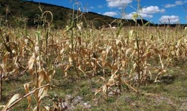 Emergencia Agropecuaria en cuatro departamentos por sequía