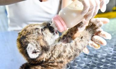 Santa Fe refuerza las sanciones por caza ilegal y delitos contra la fauna