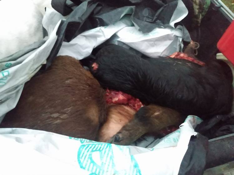 Personal de Comisaría Décima secuestró tres animales faenados