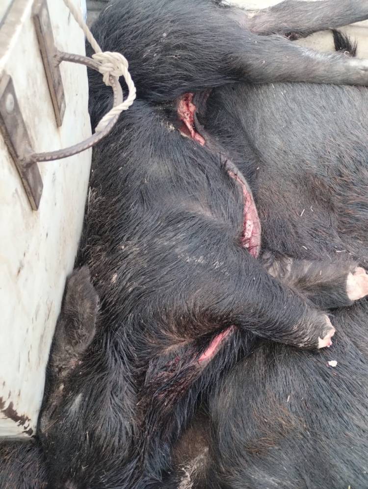 Procedimiento por Caza Ilegal en La Camila