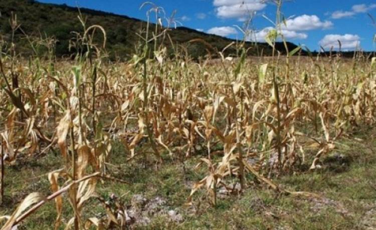 Emergencia Agropecuaria en cuatro departamentos por sequía