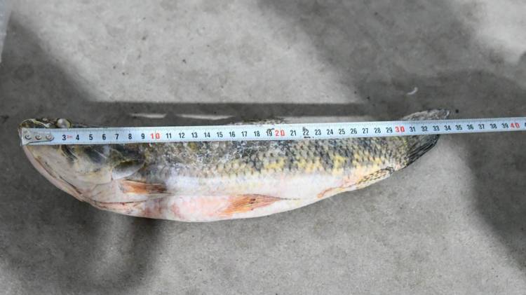 Provincia intensifica los controles y decomisos contra la pesca ilegal