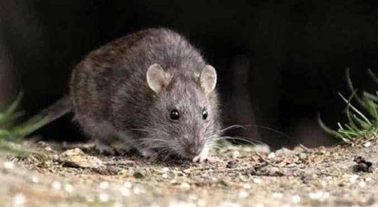 Falleció un adolescente en Recreo por hantavirus y se encienden las alertas en la Provincia