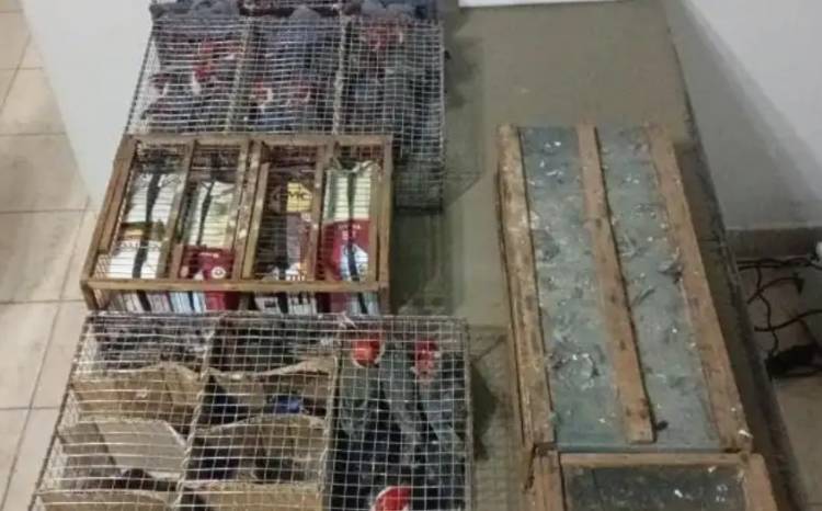 Escuadrón Seguridad Vial “San Justo” rescató y liberó 104 aves silvestres