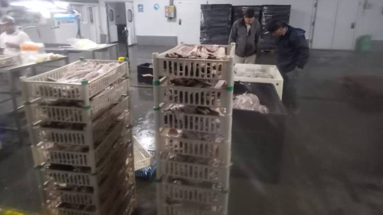 Ambiente reforzó controles para Semana Santa y sancionó a dos frigoríficos pesqueros